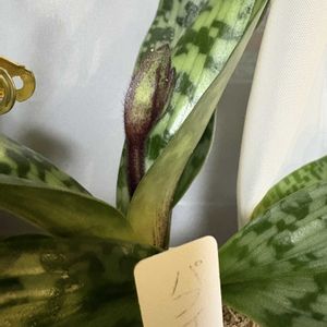 満月,パフィオぺディラム,パフィオぺディラム,ウルフムーン♪,夜のお散歩タイムの画像