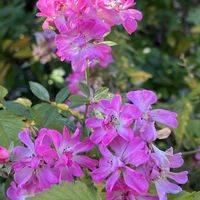 ハナキリン,バラ,ビワ,クロガネモチ,シロミノナンテンの画像