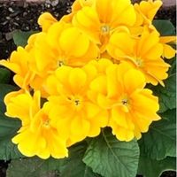 オキザリス,オキザリス,キク,キク,プテリスの画像