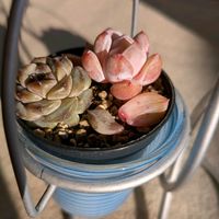 ザクロ,メルカリ多肉,桜キャンディーの画像