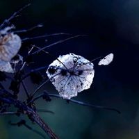 カシワバアジサイ,小柴自然公園,冬のカシワバアジサイの画像