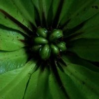 オオタニワタリ,オオタニワタリ,アスプレニウム,アスプレニウム,観葉植物の画像