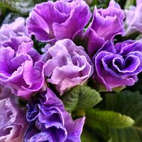 プリムラ,プリムラ,プリムラ,プリムラ,プリムラの画像