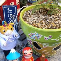 ガーデンシクラメン,葉牡丹,トキワシノブ,寄せ植え,ブースカの画像