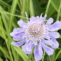 マツムシソウ,マツムシソウ,マツムシソウ,優しい気持ち,繋がりに感謝✨の画像