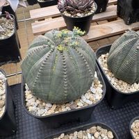 オベサ,ユーフォルビア属,多肉植物,多肉のある暮らし,多肉の花芽の画像