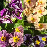 シュウメイギク,プリムラの画像