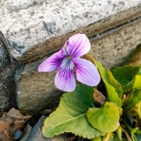 スミレ,スミレ,返り咲き,近くの郵便局の画像