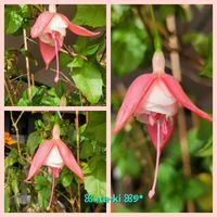 フクシア,雪景色,GSのみなさんに感謝♡,素敵な出会いに感謝,GSの繋がりに感謝♡の画像