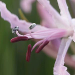 柚子,ネリネ(ダイヤモンドリリー),ネリネ(ダイヤモンドリリー),柚子 ジャム,我が家のお花の画像