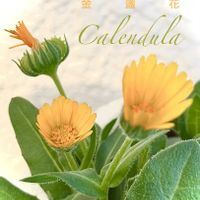 キンセンカ,エディブルフラワー,カレンデュラ,ハーブ,黄色い花の画像
