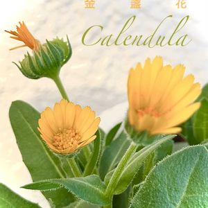 キンセンカ,エディブルフラワー,カレンデュラ,ハーブ,黄色い花の画像