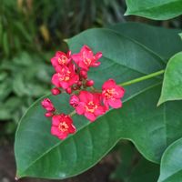 ドラセナ,ドラセナ,ブーゲンビリア,ブーゲンビリア,コルジリネの画像