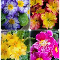 プリムラオブコニカ,花のある暮らし,今日のお花,GSの繋がりに感謝♡,穏やかな日々を願って♡の画像