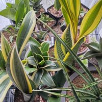 サンスベリア,多肉植物,新潟の画像