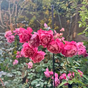 バラ あおい,鉢植え,マンション専用庭,ガーデニング初心者,和ばらの画像