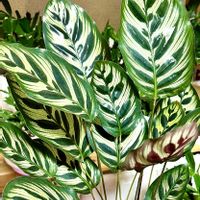 カラテア マコヤナ,♡癒し♡,可愛いウチの子✨,♡日日是好日♡,素敵な葉っぱ隊の画像