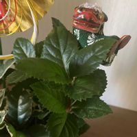 ヤブコウジの画像