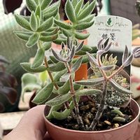 子宝弁慶草,子宝弁慶草,銀箋,銀箋,多肉植物の画像