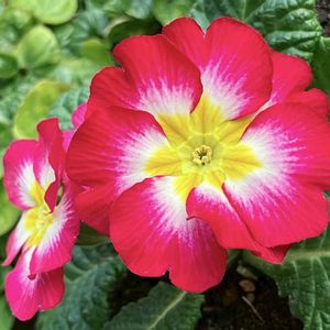 今日のお花,#ガーデニング,エクステリアの画像