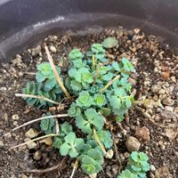 ミセバヤの画像