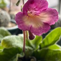 ストレプトカーパス,ストレプトカーパス,葉挿し,室内,栽培記録の画像