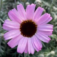 ローダンセマム,花のある暮らし,お散歩写真,お花が好き♡,綺麗なお花の画像