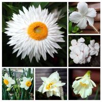 スイセン,ゼラニウム,ハイビスカス,ヘリクリサム,日本水仙の画像