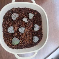 ハートカズラ,多肉,多肉女子,多肉好きの画像