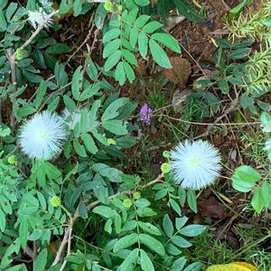 ネムノキの画像