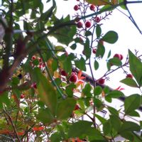 ナンテン,花言葉,可愛い実,繋がりに感謝✨,縁起善き哉〜☆の画像