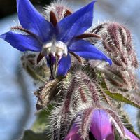 ボリジ,ボリジ,ボリジ,ルリジサ,ルリジサの画像