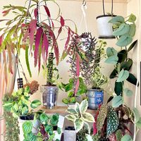 ルビーネックレス,ピレア グラウカ,ポトスステータス,フィカス・ティネケ,ポトス エクセレントの画像