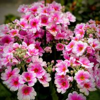 プリムラ,火祭り　(クラッスラ属),プリムラ ポリアンサ,プリムラ マラコイデス,プリムラ　ジュリアンの画像