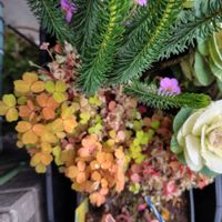 エリカ,オキザリス,エリカセシリフローラ,オキザリス 黄昏の画像