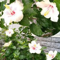 ハイビスカス,南国の花,出かけ先の画像