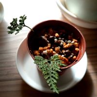 トキワシノブ,シノブ,シダ植物の画像