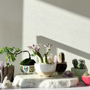 サボテン,多肉,七宝樹,盆栽,ミニ盆栽の画像