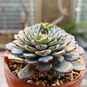 ホワイトミニマ,フリッドアイベス,多肉植物,鉢植え,植え替えの画像