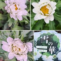 モクビャッコウ,サルメントーサ,八重咲きノースポール“雪の華”,八重咲きノースポール,八重咲きﾉｰｽﾎﾟｰﾙの画像
