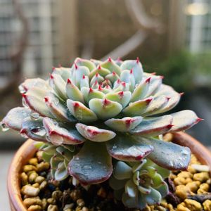 ホワイトミニマ,多肉植物,子株,鉢植え,エケベリア属の画像