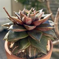 大和錦,多肉植物,子株,鉢植え,エケベリア属の画像