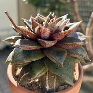 大和錦,多肉植物,子株,鉢植え,エケベリア属の画像