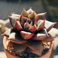 大和錦,多肉植物,鉢植え,キャンドゥ,エケベリア属の画像