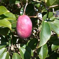 ムベ,今日のお花,水戸偕楽園,お出かけ先の画像