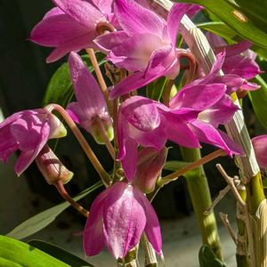 デンドロビウム,リビング,花のある暮らしの画像
