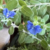 アメリカンブルー,鉢植え,青い花,可愛らしい,花のある暮らしの画像