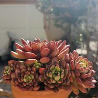 ピンクルルビー,ピンクルビー,バッシュフル,多肉植物,子株の画像