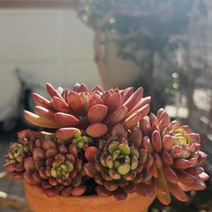 ピンクルルビー,ピンクルビー,バッシュフル,多肉植物,子株の画像