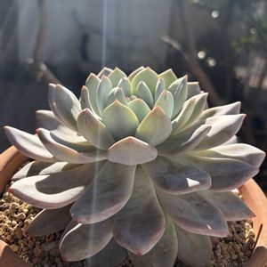 ラウリンゼ,多肉植物,鉢植え,エケベリア属,花芽の画像